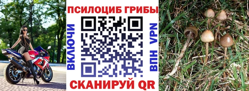 Псилоцибиновые грибы прущие грибы  Купить  Кондрово 